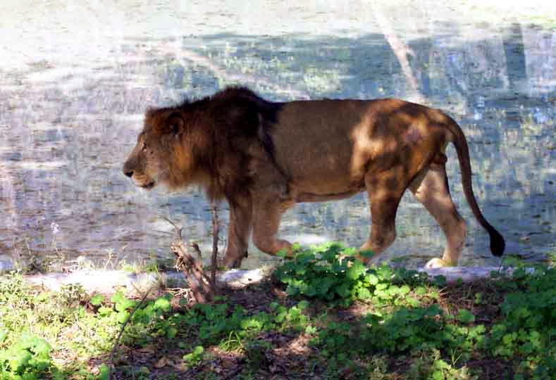 ChattBir Zoo Zoological Park in Punjab