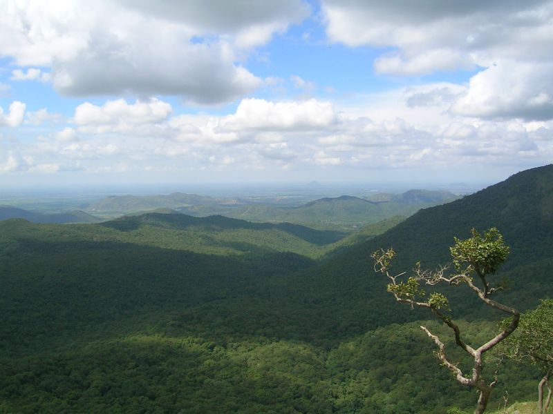 Wildlife Mudumalai National Park in Tamilnadu