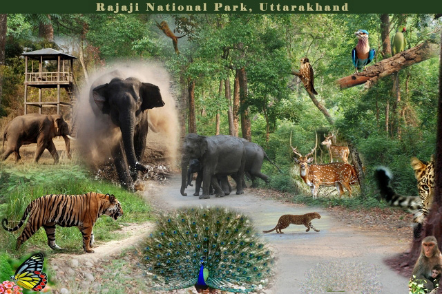 National Parks & Zoo in Uttarakhand