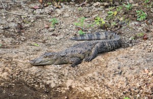 Danger crocodile