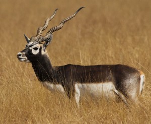Antilope cervicap