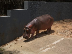 Captive Hippopotamus