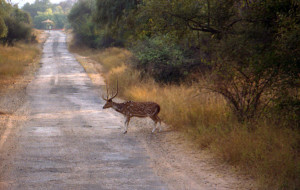 Deer in Sariska Reserve