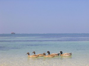 Ducks on a beach at Kavaratti Lakshadweep