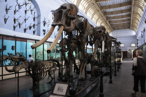 Elephant specimen kol