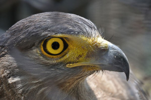 Falcon   Kolkata