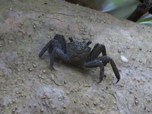 Mangrove crab 04