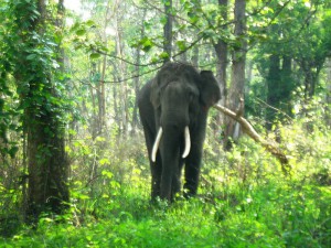 Wildlife Mudumalai National Park in Tamilnadu