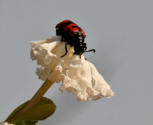 Orange Blister Beetle on Dolichandrone falcata flower