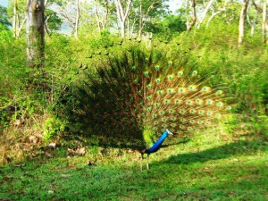 Peacock at Mudumalai C