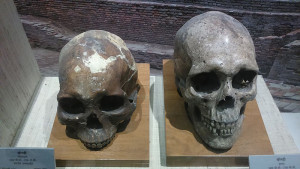 Skull of Indus Valley inhabitants Indian Museum Kolkata