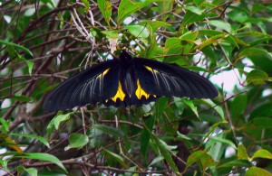 Southern Birdwing   Sohini Vanjari