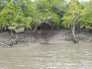 Sundarban mangrove