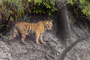 Tiger Sundarbans Tiger Reserve 22.07.2015