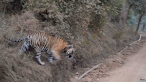 Tigers in the Sariska Tiger Reserve