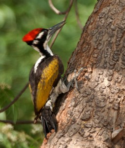 White naped Woodpecker in Hyderabad