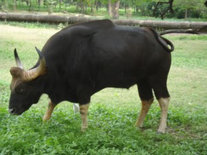 Wild Buffalo at Nehru Zoological Park Hyderabad