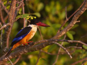 coringa wildlife sanctuary 4