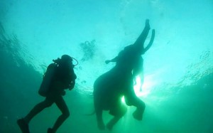 diving with rajan1