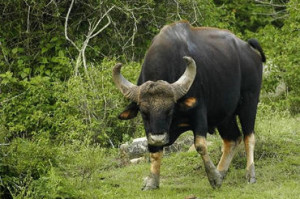 indian bison