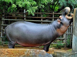 indira gandhi zoological park 5