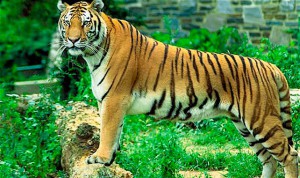 Major wildlife sanctuaries and reserves of Andhra Pradesh