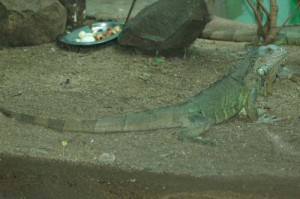 reptiles61