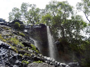 sri venkateshwara national park 5
