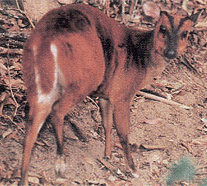Wildlife in Mizoram