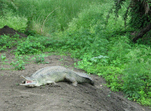 Alligator at Van Vihar National Park