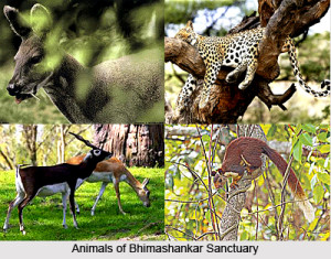 Animals of Bhimashankar Sanctuary