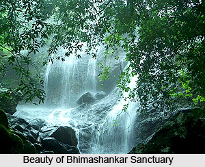 Beauti of Bhimashankar Sanctuary