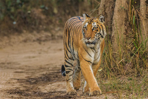 Bengal Tiger Corbett Uttarakhand Dec 2013