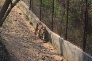 Bengal Tiger at Nandankanan