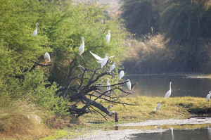 Bird sanctuary Van Vihar Bhopal