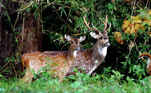 Chinnar Wildlife Sanctuary 4