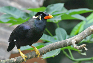 Hill Myna bird gomarda wildlife