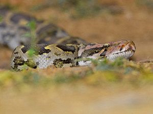Indian Rock Python