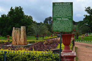 LalBagh Famous Tree Fossil