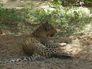 Leopard in Sanjay Gandhi National Park