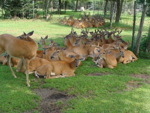 Malsi Deer Park 1