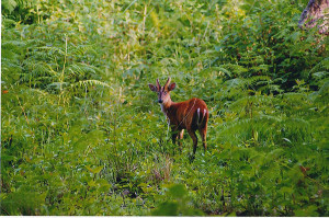 Muntjac at Biligiriranga temple wildlife sanctuary