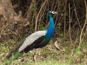 Peacock At Bandipur National park