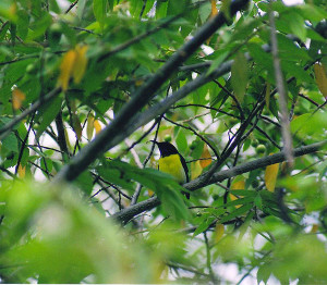 Purple Rumped sunbird at Biligiriranga temple wildlife sanctuary