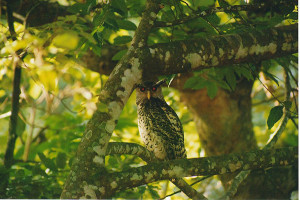 Spot bellied Jungle Owl at Biligiriranga temple wildlife sanctuary