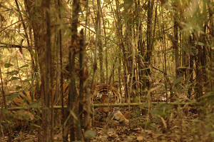 Tiger in kanha
