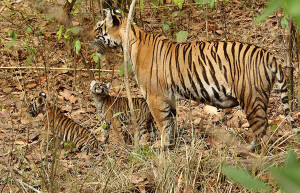 Tigeress with cubs in Kanha Tiger reserve