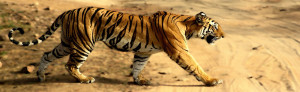 Tigress in Bandhavgarh NP