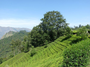 View of tea plantations from Munnar