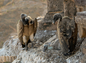 Vultures in the nest Orchha MP India edit